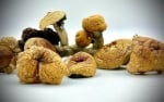 Mushroom Dose Land - Buy the Best Mushroom Products Online