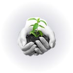 Plant a Tree